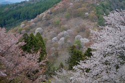 桜吉野山１.jpg
