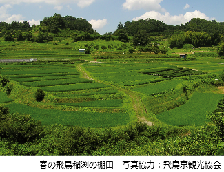 飛鳥稲渕の棚田